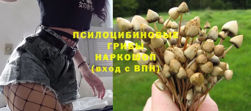 Галлюциногенные грибы Psilocybine cubensis  Поворино 